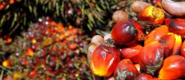 Rejet de l'amendement sur l'huile de palme : les écolos se réjouissent, Total grimace