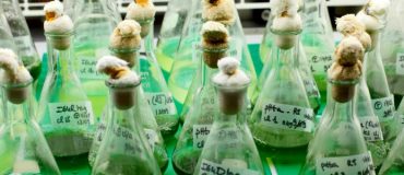 Micro-algues : toujours dans la course aux biocarburants ?