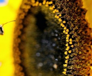 L'interdiction des néonicotinoïdes repoussée à 2020 ?