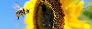 L'interdiction des néonicotinoïdes repoussée à 2020 ?