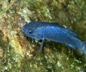 Des poissons en plastique !