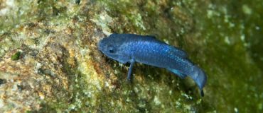 Des poissons en plastique !