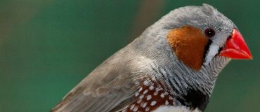 Recherche : les oiseaux intensifient leurs soins lorsque leurs poussins sont stressés