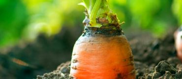 Croissance record pour l'agriculture biologique !