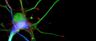 Microtubules : ce qui ne les tue pas les rend plus forts