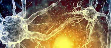 Des scientifiques dessinent une nouvelle carte du cerveau