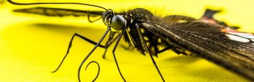 Invasion des insectes : l'économie mondiale affectée