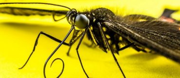Invasion des insectes : l'économie mondiale affectée