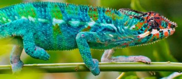 Quand le solaire photovoltaïque devient sexy :  les ardoises françaises clonées par Tesla