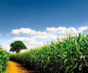 Le numérique dans l'agriculture : pour une meilleure compétitivité