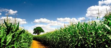 Les initiatives d’une agriculture libre