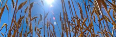 Protéger les céréales du réchauffement climatique !