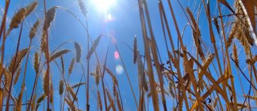 Protéger les céréales du réchauffement climatique !