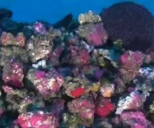 Reformer les récifs coralliens en utilisant l’impression 3D