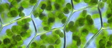 Et si les plantes servaient à stocker de l'énergie ?