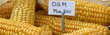 Le maïs MON 810 sans risques ?