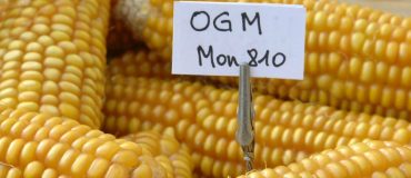 Le maïs MON 810 sans risques ?