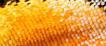 Biomimétisme, quand la nature inspire les ingénieurs