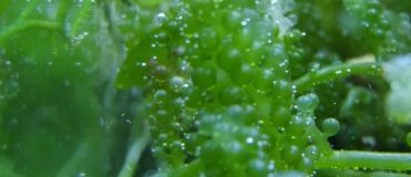 La biomasse d'origine marine peut tout faire