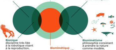 Le biomimétisme, un outil d’innovation durable