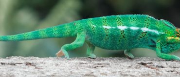 2,3 €/W : le coût du toit solaire sexy de Tesla