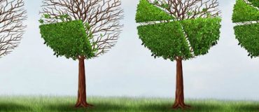 Chimie du végétal : pourquoi cette filière prometteuse ne se développe-t-elle pas plus vite ?