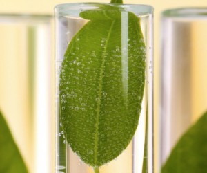 Chimie verte, nouveau secteur d'excellence français ?