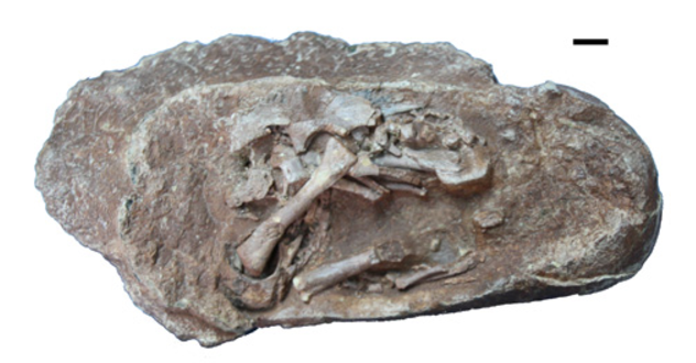 © Romain Amiot Œuf d'oviraptorosaure préparé montrant le squelette de l'embryon préservé. Échelle 1cm.