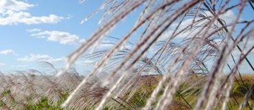Le miscanthus, pour du béton biosourcé