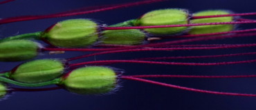 La hausse du CO2 diminue les protéines de plusieurs cultures