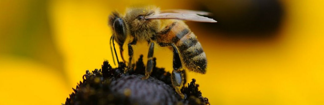 Néonicotinoïdes : « victoire posthume » pour les ONG écologistes