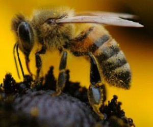 Les bourdons attirés par les pesticides néonicotinoïdes (étude)