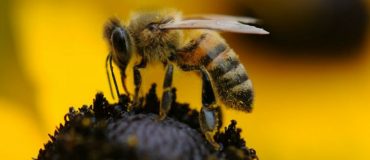 Néonicotinoïdes : « victoire posthume » pour les ONG écologistes