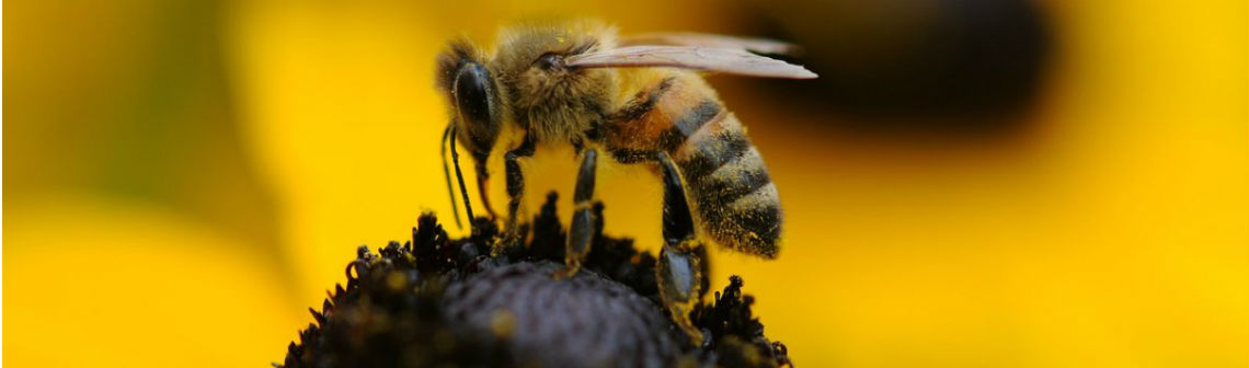 Néonicotinoïdes : « victoire posthume » pour les ONG écologistes