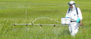 Glyphosate: la décision finale sera connue fin novembre !