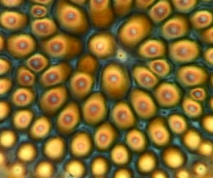 Les diatomées : une capacité sous-estimée à stocker le carbone dans l'océan profond