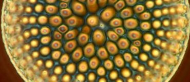 Les diatomées : une capacité sous-estimée à stocker le carbone dans l'océan profond