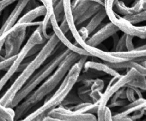 De nouvelles nanofibres à la force exceptionnelle