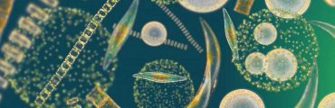 Les nanoparticules d’argent perturbent le phytoplancton