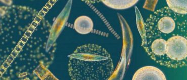 Comprendre l’évolution du phytoplancton