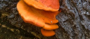 Bioraffinerie : une digestion plus efficace du xylane ouvre de nouvelles perspectives