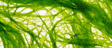 Algocarburants : un bilan encore pire que celui des agrocarburants