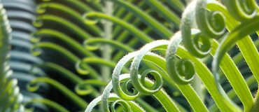 Un nouvel outil pour suivre le bilan carbone de la végétation : première application au continent africain