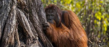 Le plan Hydrogène peut-il sauver le Ministre Nicolas Hulot ? Patrick Pouyanné (Total) est sceptique