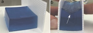 © P.Ciarletta Un bloc fait d'un hydrogel mou (a) est comprimé en appliquant une pression entre les doigts (b). On observe l’apparition soudaine d’un plissement de surface (flèche blanche) lorsqu’une compression critique est exercée.