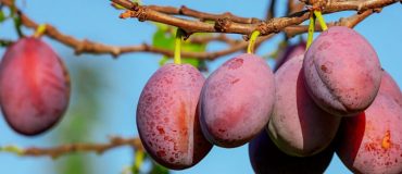 «La souveraineté alimentaire passe par une harmonisation européenne»