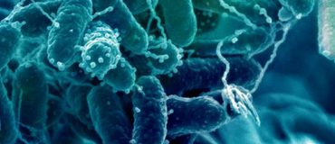 Des molécules extraites de bactéries marines pour la cosmétique