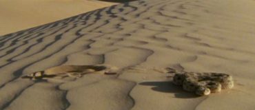 Construire d'énormes centrales solaires et éoliennes dans le Sahara pourrait augmenter sa température de plusieurs degrés