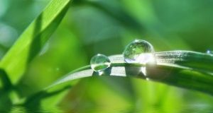 Comment intégrer le biomimétisme comme démarche incontournable de la R&D ?