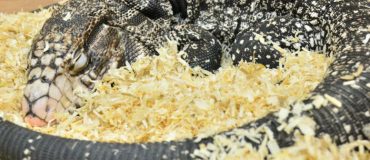 Les lézards rêvent-ils comme nous ?